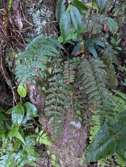 Asplenium cuneatiforme