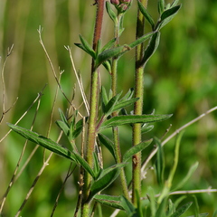 Campuloclinium macrocephalum