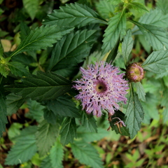 Centratherum punctatum