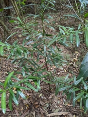 Podocarpus macrophyllus macrophyllus