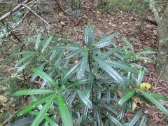Podocarpus macrophyllus macrophyllus