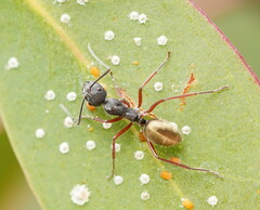 Camponotus suffusus bendigensis