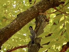 Dryobates scalaris