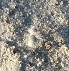 Dasymutilla gloriosa