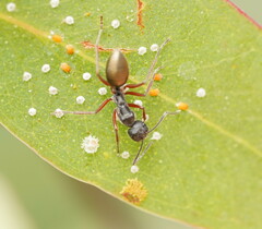 Camponotus suffusus bendigensis