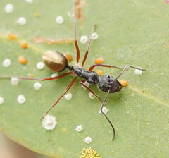 Camponotus suffusus bendigensis