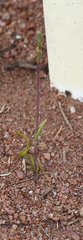 Thelymitra matthewsii