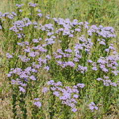Chromolaena hirsuta