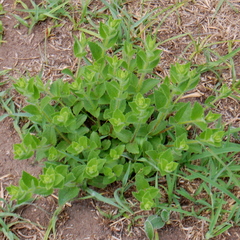 Chromolaena hirsuta
