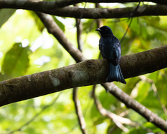 Dicrurus balicassius