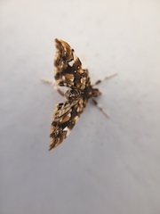 Musotima nitidalis
