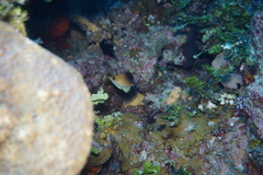 Prognathodes aculeatus