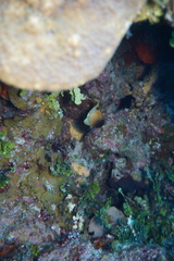 Prognathodes aculeatus