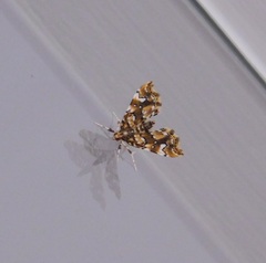 Musotima nitidalis