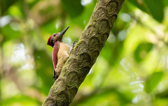Chrysocolaptes haematribon