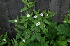 Stellaria radians