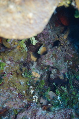 Prognathodes aculeatus