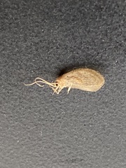 Hemerobius