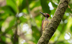 Chrysocolaptes haematribon