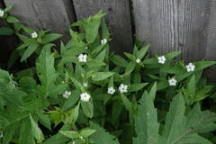 Stellaria radians