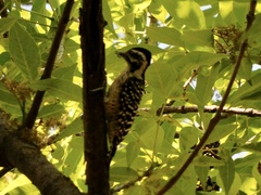 Dryobates scalaris