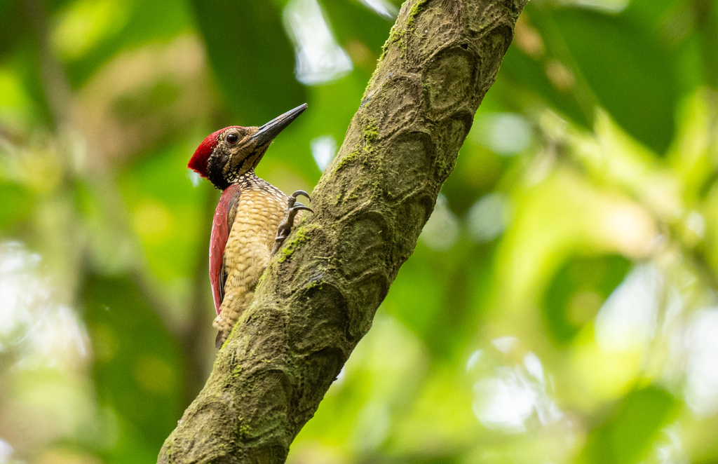 Luzon Flameback photo