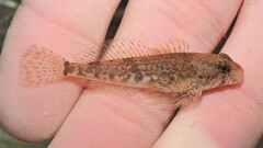 Cottus