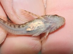 Cottus