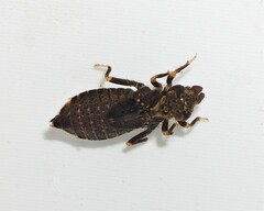 Stylogomphus albistylus