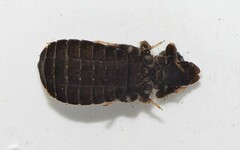 Stylogomphus albistylus
