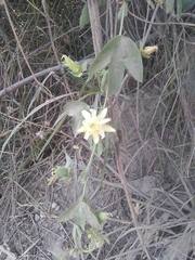 Passiflora subpeltata