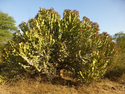 Euphorbia lactea