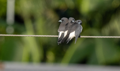 Artamus leucorynchus