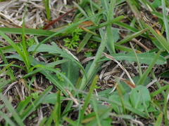 Erigeron primulifolius