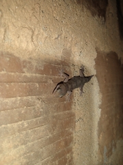 Hemidactylus angulatus