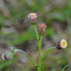 Erigeron primulifolius