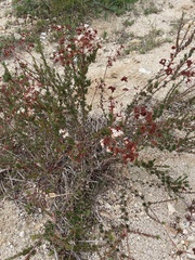 Eriogonum fasciculatum