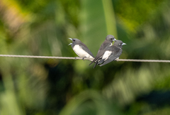 Artamus leucorynchus