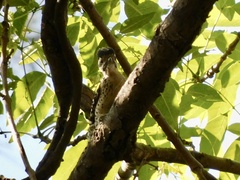 Dryobates scalaris