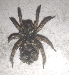 Paratrochosina amica