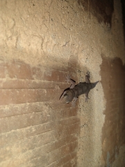 Hemidactylus angulatus