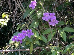 Bignonia