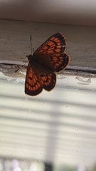 Lycaena