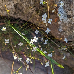 Mitrasacme polymorpha