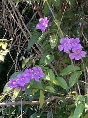 Bignonia