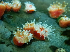 Corynactis californica