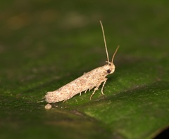 Scrobipalpa