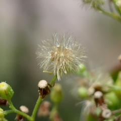 Erigeron sumatrensis