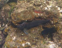 Ophioblennius steindachneri