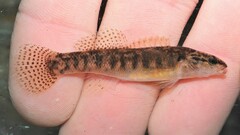 Etheostoma flabellare